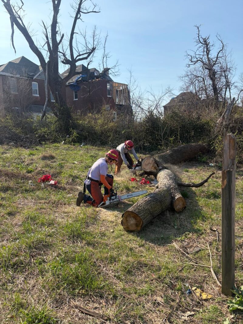 Two volunteers wearing safety gear and red hard hats use chainsaws to cut up a massive fallen tree trunk in an overgrown yard. Houses with severe roof and structural damage are visible in the background.